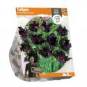 Baltus Tulipa Parrot Black Parrot tulpen bloembollen per 5 stuks